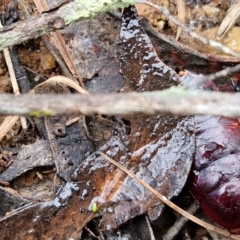 Platyzosteria similis at Mount Gray Recreation Reserve, Goulburn - 3 Jun 2024