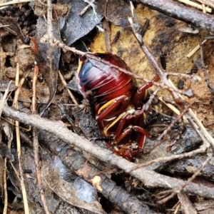 Platyzosteria similis at Mount Gray Recreation Reserve, Goulburn - 3 Jun 2024