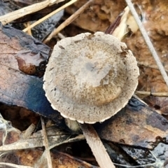 zz agaric (stem; gills not white/cream) at Gorman Road Bush Reserve, Goulburn - 3 Jun 2024 by trevorpreston