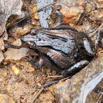 Crinia signifera (Common Eastern Froglet) at Governers Hill Recreation Reserve - 3 Jun 2024 by trevorpreston