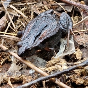 Crinia signifera at Mount Gray Recreation Reserve, Goulburn - 3 Jun 2024