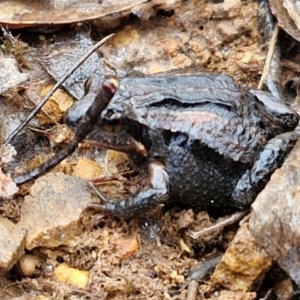 Crinia signifera at Mount Gray Recreation Reserve, Goulburn - 3 Jun 2024