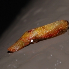 Rubria sanguinosa (Shovel-headed leafhopper) at ANBG - 3 Jun 2024 by TimL