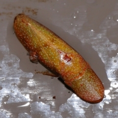 Rubria sanguinosa at ANBG - 3 Jun 2024