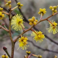 Acacia terminalis (Sunshine Wattle) at Gorman Road Bush Reserve, Goulburn - 3 Jun 2024 by trevorpreston