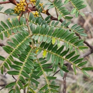 Acacia terminalis at Mount Gray Recreation Reserve, Goulburn - 3 Jun 2024 01:33 PM