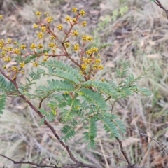 Acacia terminalis at Mount Gray Recreation Reserve, Goulburn - 3 Jun 2024