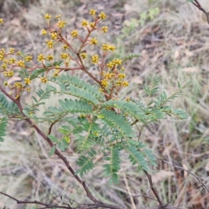 Acacia terminalis at Mount Gray Recreation Reserve, Goulburn - 3 Jun 2024 01:33 PM