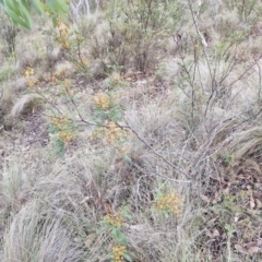 Acacia terminalis at Mount Gray Recreation Reserve, Goulburn - 3 Jun 2024 01:33 PM