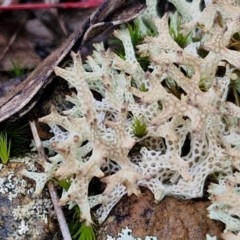 Cladia corallaizon at Goulburn, NSW - 3 Jun 2024 by trevorpreston