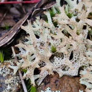 Cladia corallaizon at Mount Gray Recreation Reserve, Goulburn - 3 Jun 2024