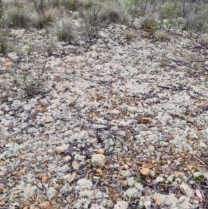 Cladia corallaizon at Mount Gray Recreation Reserve, Goulburn - 3 Jun 2024