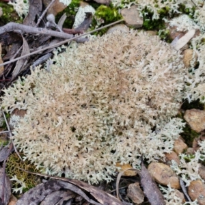 Cladia corallaizon at Mount Gray Recreation Reserve, Goulburn - 3 Jun 2024