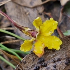 Goodenia hederacea (Ivy Goodenia) at Gorman Road Bush Reserve, Goulburn - 3 Jun 2024 by trevorpreston
