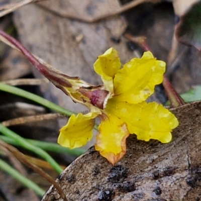 Goodenia hederacea (Ivy Goodenia) at Gorman Road Bush Reserve, Goulburn - 3 Jun 2024 by trevorpreston