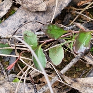 Goodenia hederacea at Gorman Road Bush Reserve, Goulburn - 3 Jun 2024