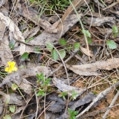 Goodenia hederacea at Gorman Road Bush Reserve, Goulburn - 3 Jun 2024 01:31 PM