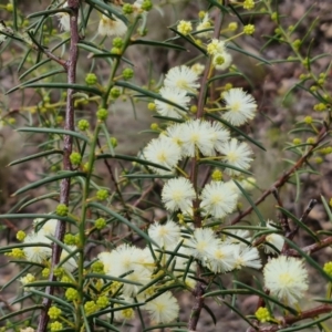 Acacia genistifolia at Gorman Road Bush Reserve, Goulburn - 3 Jun 2024