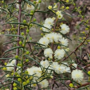Acacia buxifolia subsp. buxifolia at suppressed by trevorpreston