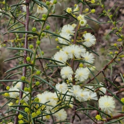 Acacia genistifolia (Early Wattle) at Gorman Road Bush Reserve, Goulburn - 3 Jun 2024 by trevorpreston
