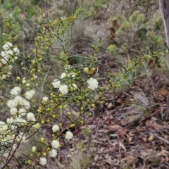 Acacia genistifolia at Gorman Road Bush Reserve, Goulburn - 3 Jun 2024