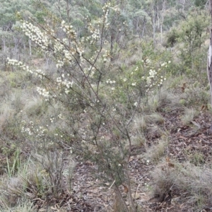 Acacia genistifolia at Gorman Road Bush Reserve, Goulburn - 3 Jun 2024