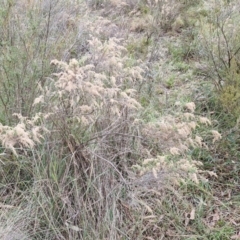 Cassinia sifton (Sifton Bush, Chinese Shrub) at Goulburn, NSW - 3 Jun 2024 by trevorpreston