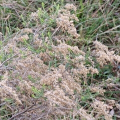 Cassinia sifton at Gorman Road Bush Reserve, Goulburn - 3 Jun 2024 01:30 PM