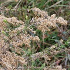 Cassinia sifton at Gorman Road Bush Reserve, Goulburn - 3 Jun 2024 01:30 PM