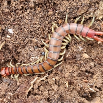 Cormocephalus aurantiipes (Orange-legged Centipede) at Gorman Road Bush Reserve, Goulburn - 3 Jun 2024 by trevorpreston