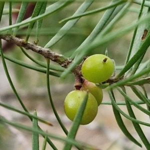 Persoonia linearis at Gorman Road Bush Reserve, Goulburn - 3 Jun 2024