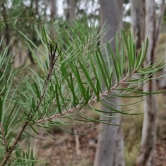 Persoonia linearis at Gorman Road Bush Reserve, Goulburn - 3 Jun 2024