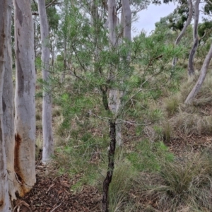 Persoonia linearis at Gorman Road Bush Reserve, Goulburn - 3 Jun 2024