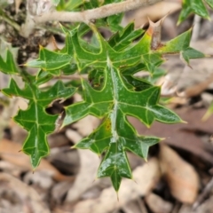Grevillea ramosissima subsp. ramosissima (Fan Grevillea) at Governers Hill Recreation Reserve - 3 Jun 2024 by trevorpreston