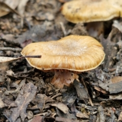 Cortinarius sp. (Cortinarius) at Governers Hill Recreation Reserve - 3 Jun 2024 by trevorpreston