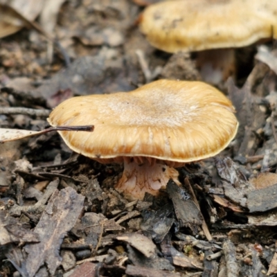 Unidentified Cap on a stem; gills below cap [mushrooms or mushroom-like] at Governers Hill Recreation Reserve - 3 Jun 2024 by trevorpreston