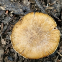 Cortinarius sp. at Gorman Road Bush Reserve, Goulburn - 3 Jun 2024 01:27 PM