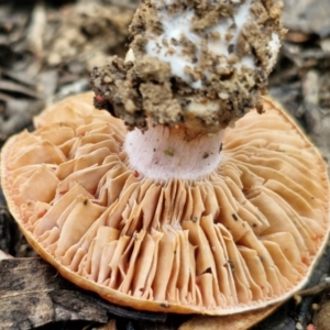 Cortinarius sp. at Gorman Road Bush Reserve, Goulburn - 3 Jun 2024