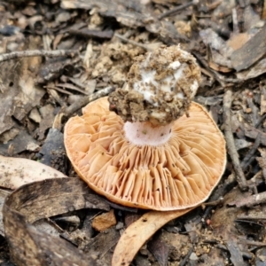 Cortinarius sp. at Gorman Road Bush Reserve, Goulburn - 3 Jun 2024 01:27 PM