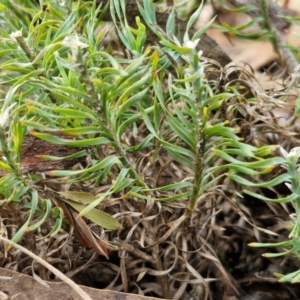 Lomandra obliqua (Twisted Matrush) at Gorman Road Bush Reserve, Goulburn by trevorpreston