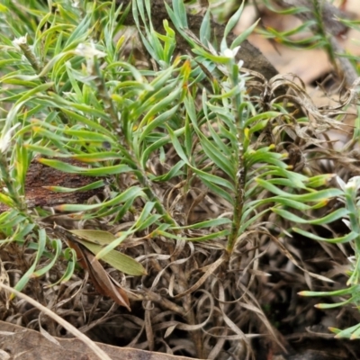 Lomandra obliqua (Twisted Matrush) at Governers Hill Recreation Reserve - 3 Jun 2024 by trevorpreston