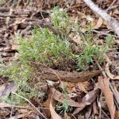 Lomandra obliqua at Mount Gray Recreation Reserve, Goulburn - 3 Jun 2024 01:26 PM