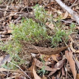 Lomandra obliqua at Mount Gray Recreation Reserve, Goulburn - 3 Jun 2024 01:26 PM