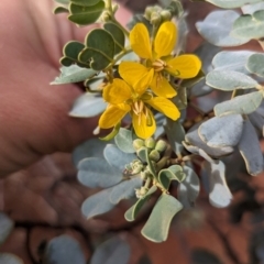 Senna artemisioides (Silver Senna, Silver Cassia) at Uluru-Kata Tjuta - 10 May 2024 by Darcy