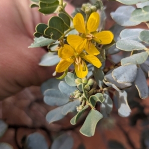 Senna artemisioides at Uluru-Kata Tjuta - 10 May 2024 10:01 AM