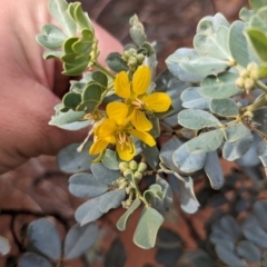 Senna artemisioides at Uluru-Kata Tjuta - 10 May 2024 10:01 AM