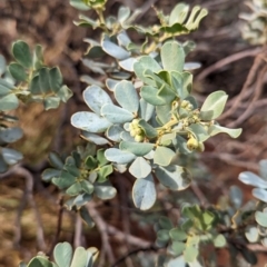 Senna artemisioides at Uluru-Kata Tjuta - 10 May 2024 10:01 AM