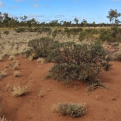 Senna artemisioides at Uluru-Kata Tjuta - 10 May 2024 10:01 AM