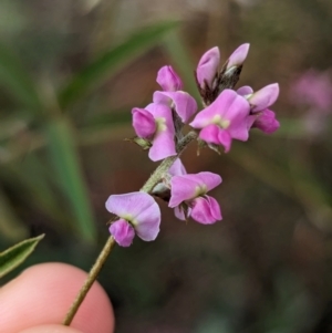 Glycine canescens at Uluru-Kata Tjuta - 10 May 2024 10:10 AM