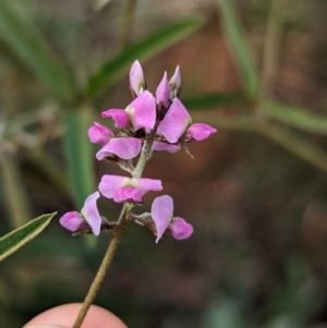 Glycine canescens at Uluru-Kata Tjuta - 10 May 2024